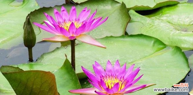 以不同颜色揭示花朵的情感世界 睡莲的花语与寓意