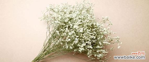 以情人草为纽带 情人草的花语和寓意