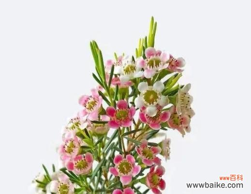 以情人草为纽带 情人草的花语和寓意