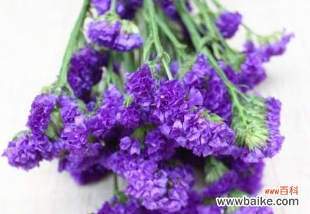 以情人草为纽带 情人草的花语和寓意