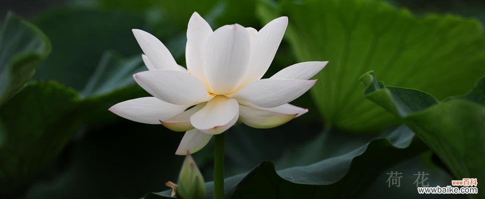 荷花花语与寓意-汇集与传递的秘密 荷花
