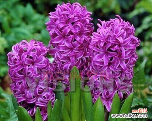 探索紫色风信子花朵的含义与象征 紫色风信子的花语与寓意