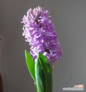 探索紫色风信子花朵的含义与象征 紫色风信子的花语与寓意