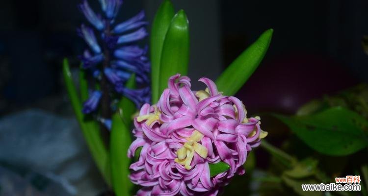 探寻紫色风信子背后的深意 紫色风信子的花语与寓意