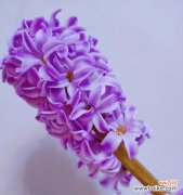 探寻紫色风信子背后的深意 紫色风信子的花语与寓意