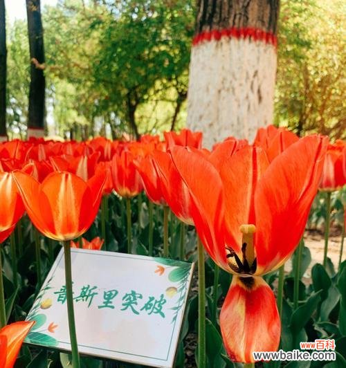 用花语诉说心愿 郁金香的花语——希望和繁荣