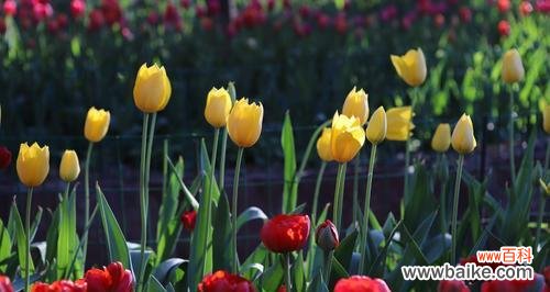 用花语诉说心愿 郁金香的花语——希望和繁荣
