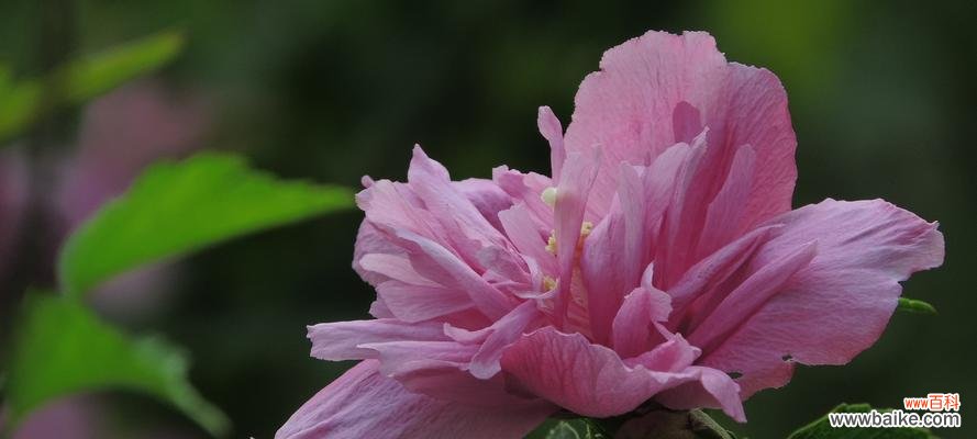 探索木槿花的花语 木槿花的花语与意义