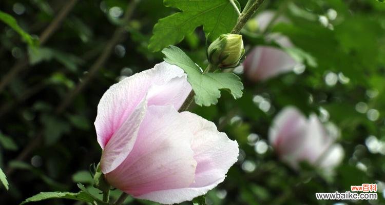 探索木槿花的花语 木槿花的花语与意义