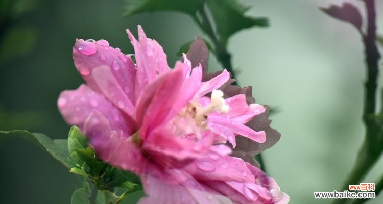 探索木槿花的花语 木槿花的花语与意义