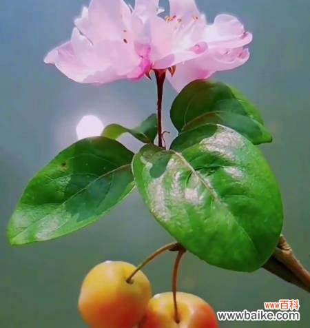 阳光般的自信 以向日葵代表自信