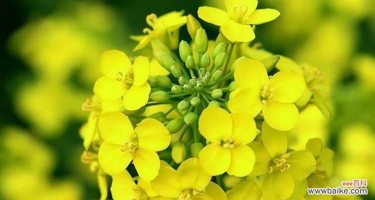 阳光般的自信 以向日葵代表自信