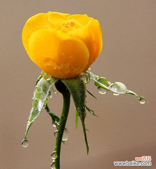 解读黄玫瑰的花语 黄玫瑰花语及代表意义