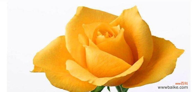 解读黄玫瑰的花语 黄玫瑰花语及代表意义