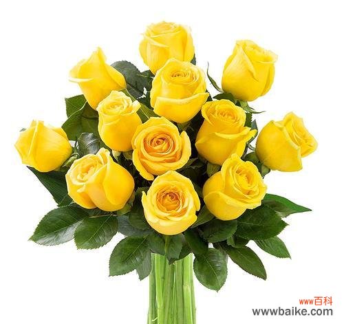 解读黄玫瑰的花语 黄玫瑰花语及代表意义