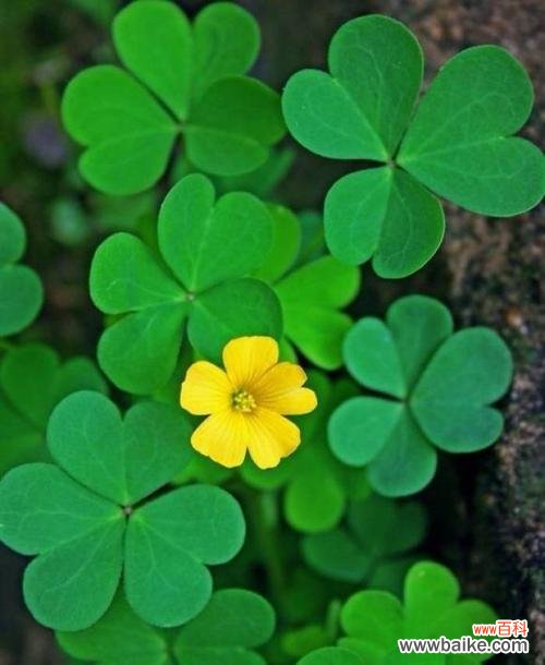 探究幸运草的内涵及传说 四叶草的寓意与象征意义