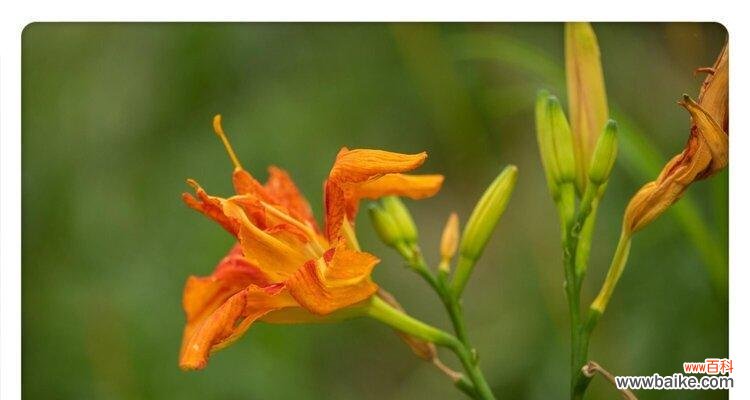 守护快乐 忘忧草的花语——舒缓心灵的小天使