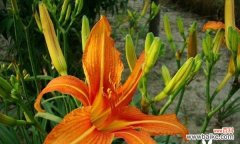 守护快乐 忘忧草的花语——舒缓心灵的小天使