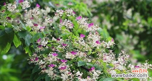 用花语表达歉意 以表示对不起的花花语是对不起的花