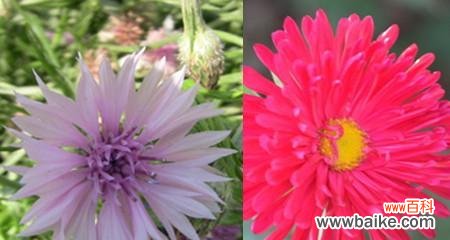 用花语表达歉意 以表示对不起的花花语是对不起的花