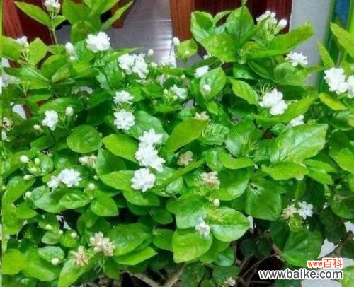 用花语传达原谅的力量 花开原谅,心意相通