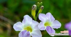 用花语传达原谅的力量 花开原谅，心意相通