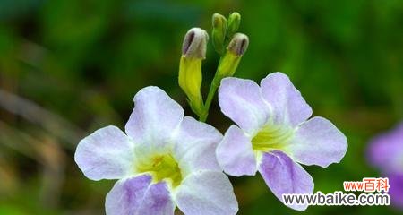 用花语传达原谅的力量 花开原谅,心意相通
