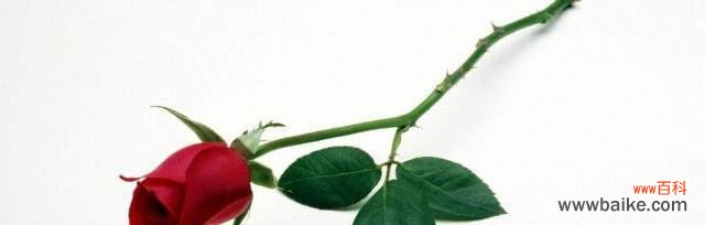 探寻花朵的深意 花开繁盛，寄语万千——19朵花的花语解读