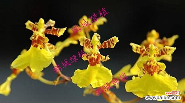 探索高雅植物的种类和魅力 高雅的植物——自然之美的代表