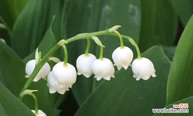 探索高雅植物的种类和魅力 高雅的植物——自然之美的代表