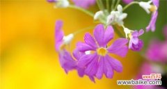 初恋回忆录 初恋花开的记忆