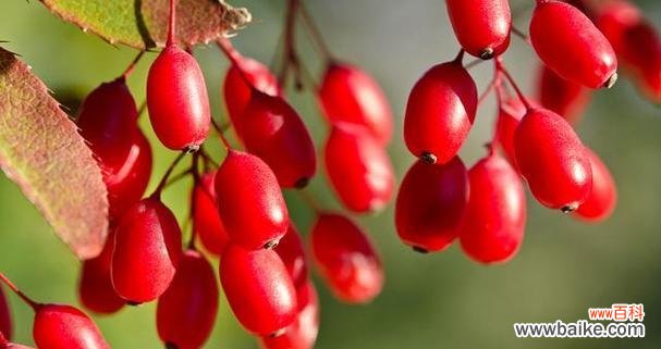 红豆所表达的深刻情感和浪漫爱情 红豆爱情的寓意与象征意义