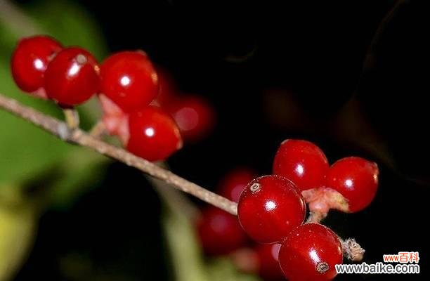红豆所表达的深刻情感和浪漫爱情 红豆爱情的寓意与象征意义