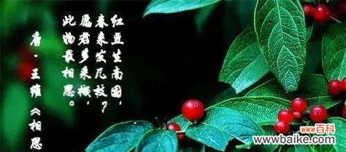 红豆所表达的深刻情感和浪漫爱情 红豆爱情的寓意与象征意义