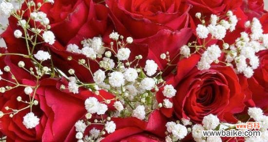 传递情感的红色满天星花朵与心灵的对话 红色满天星花语的美丽和意义