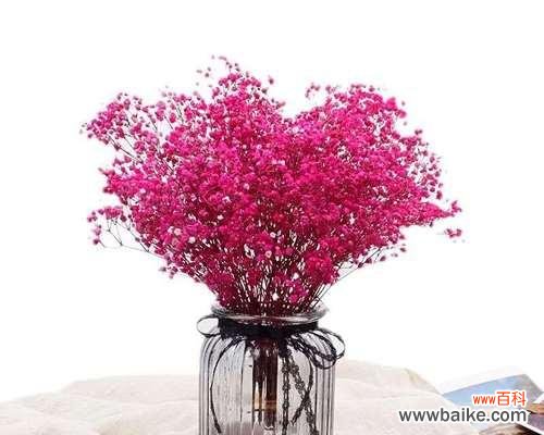 传递情感的红色满天星花朵与心灵的对话 红色满天星花语的美丽和意义