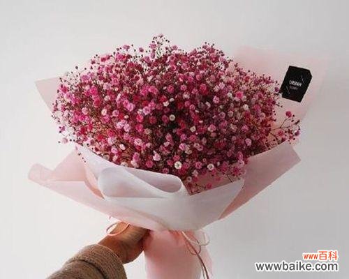 传递情感的红色满天星花朵与心灵的对话 红色满天星花语的美丽和意义