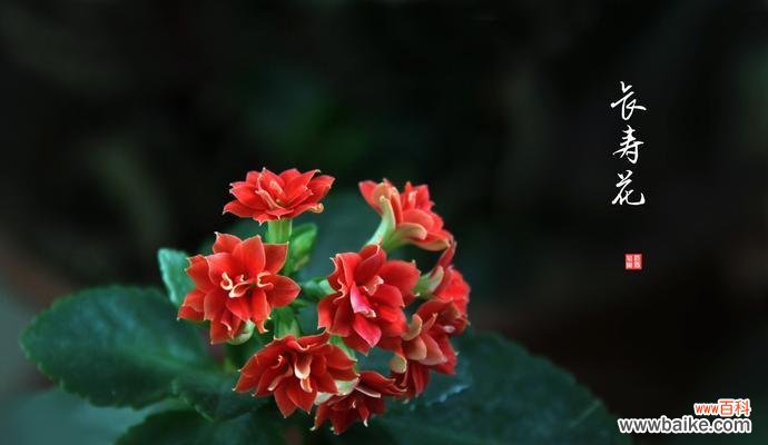 引领孩子启迪智慧 长寿花花语幼儿园