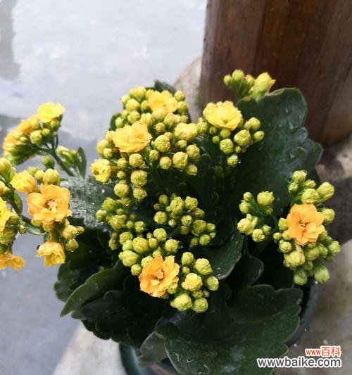 引领孩子启迪智慧 长寿花花语幼儿园