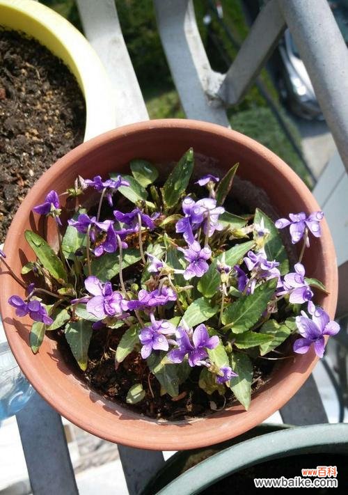 探索紫花地丁的内涵与象征 紫花地丁的花语及寓意解读