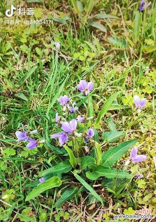 探索紫花地丁的内涵与象征 紫花地丁的花语及寓意解读