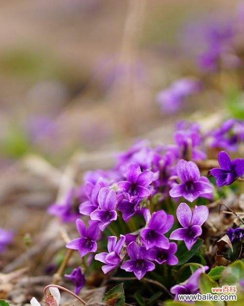 探索紫花地丁的内涵与象征 紫花地丁的花语及寓意解读