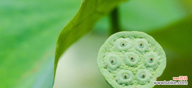 一朵娇艳的莲蓬 莲蓬的象征意义及文化价值