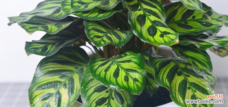 揭开孔雀竹芋美丽背后的神秘花语 孔雀竹芋的花语及寓意