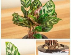 揭开孔雀竹芋美丽背后的神秘花语 孔雀竹芋的花语及寓意