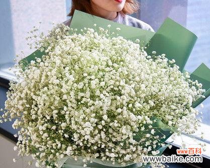 美丽繁星 满天星的象征与意义