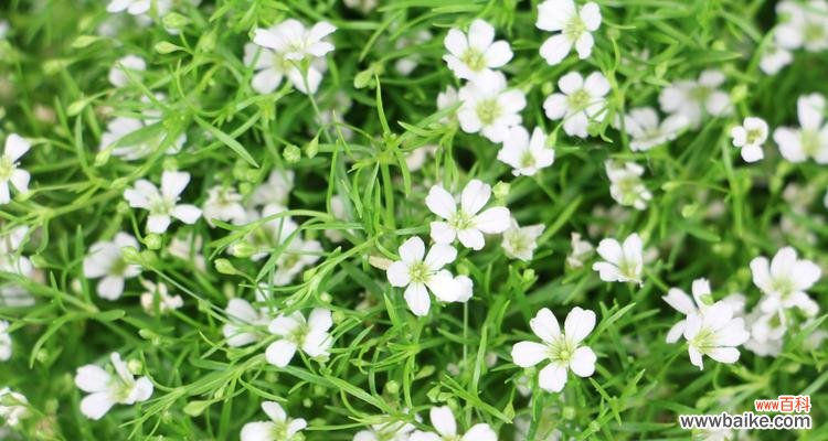 美丽繁星 满天星的象征与意义