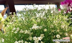 美丽繁星 满天星的象征与意义