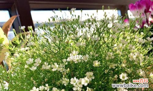 美丽繁星 满天星的象征与意义