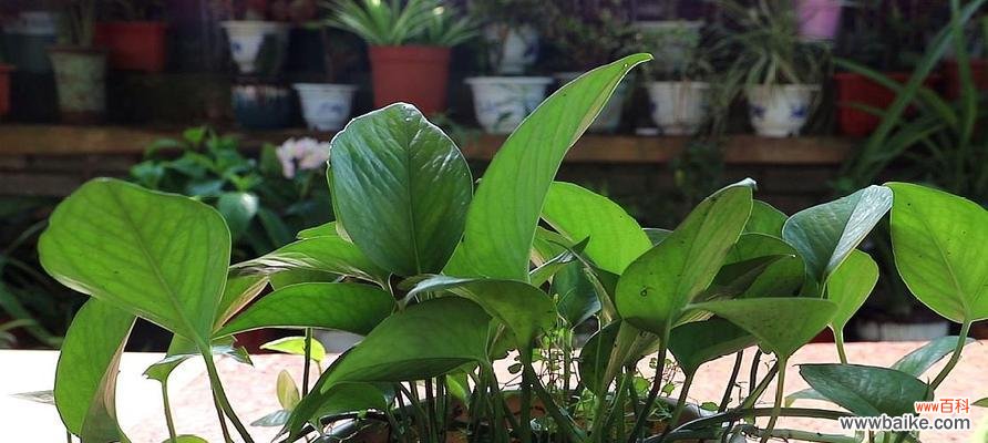 绿萝花语的象征和寓意 绿萝花语和喻意的由来